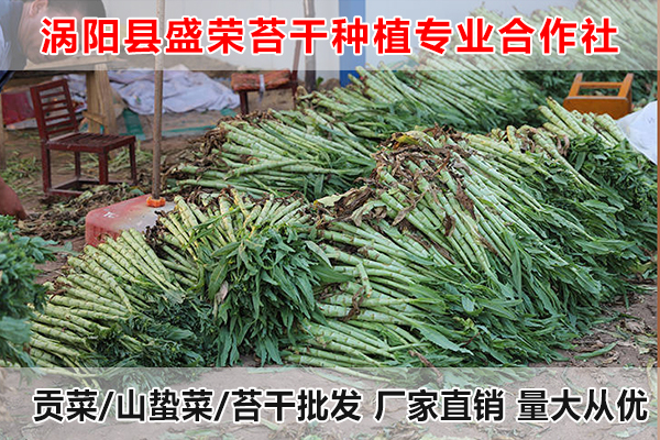 香港哪里有贡菜大量供应厂家
